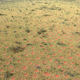 Fairy circles in Australia near Newman. Image: Kevin Sanders
